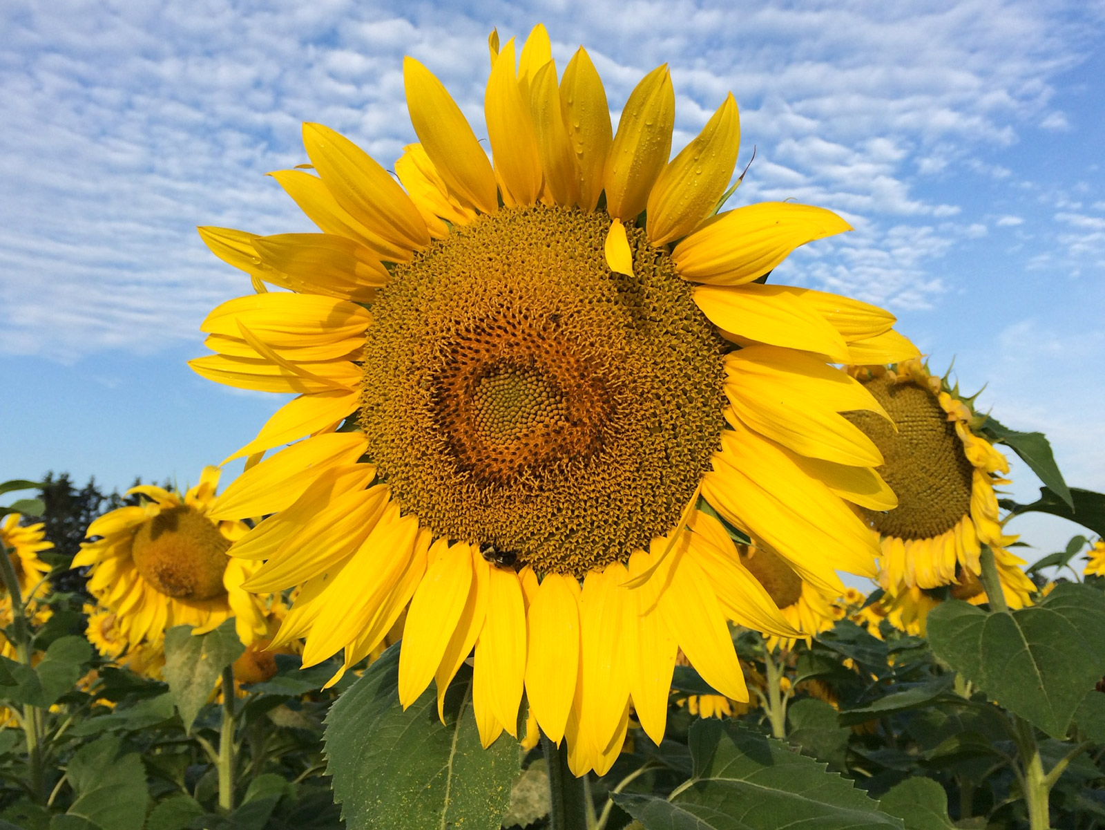 Large sunflower on Harshell Farm